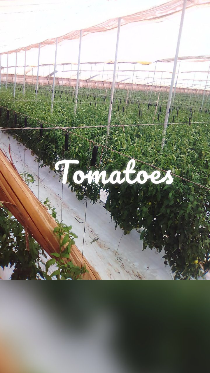 Tomatoes